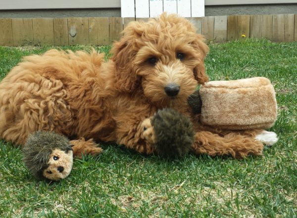 Hondenspeelgoed - Zippy Paws - Zippy Burrow – Hedgehog Den