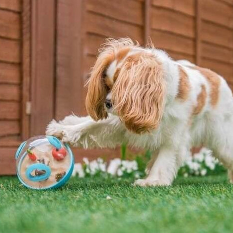 Hersenwerk voor honden - Play - Wobble ball