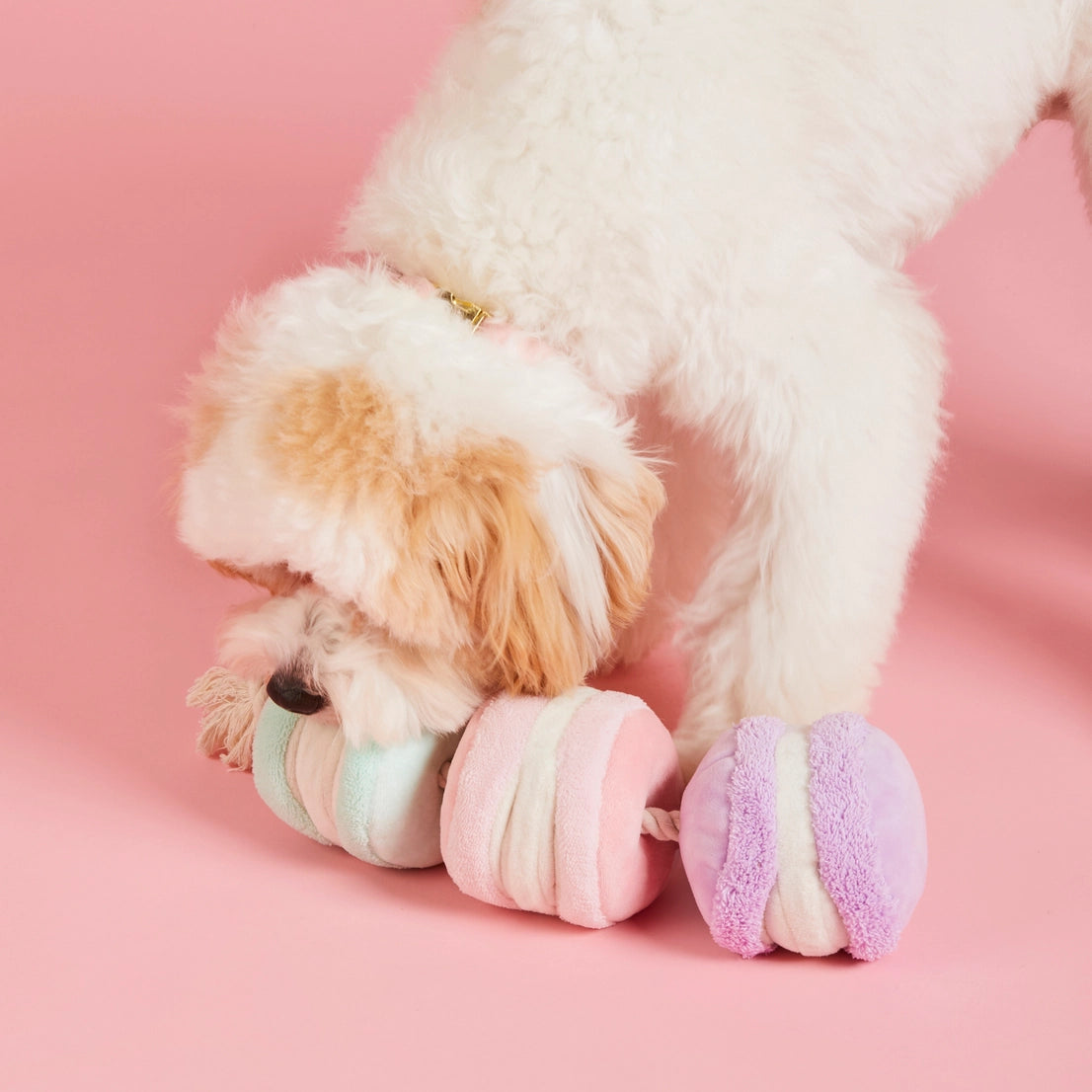 Snuffelspeelgoed voor honden - Foggy dog - Macarons