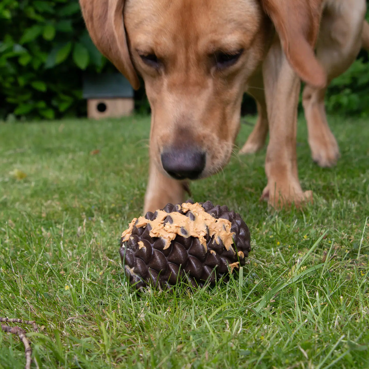 Intelligentiespeelgoed voor honden - Ancol - Dennenappel