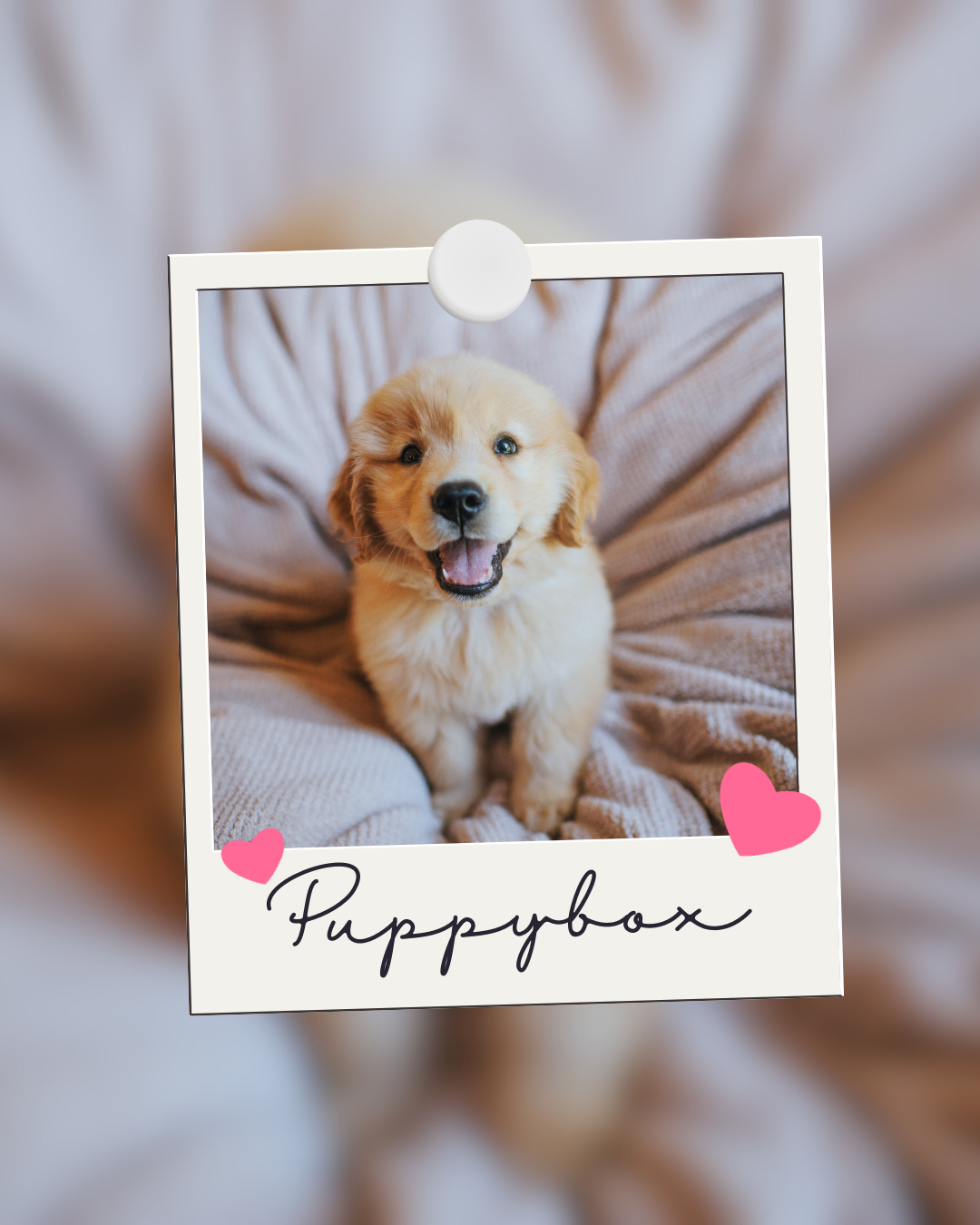 Gouden puppybox - Een gouden start voor jouw pup