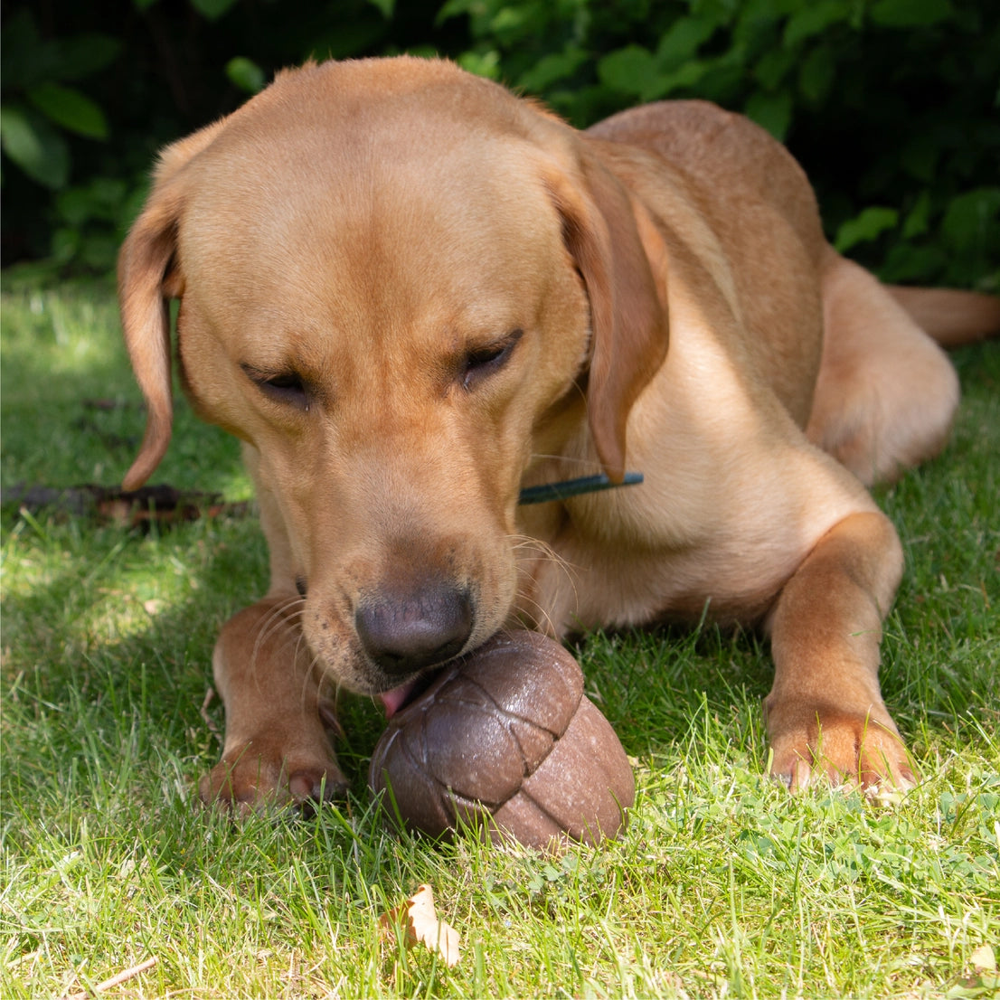 Intelligentiespeelgoed voor honden - Ancol - Eikel